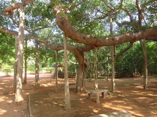 este Baniano o Ficus benghalensis no tiene un tronco, tiene casi 50