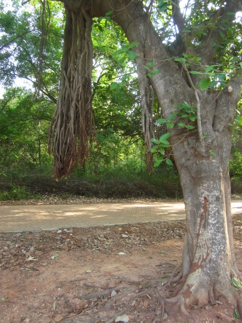 la raíces colgantes del Baniano, el árbol sagrado de la India